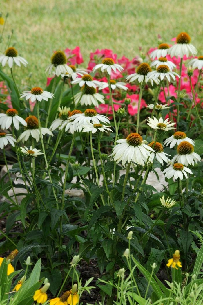 G1239 Echinacea Purpurea Powwow White - View 19 from www redcrocus com