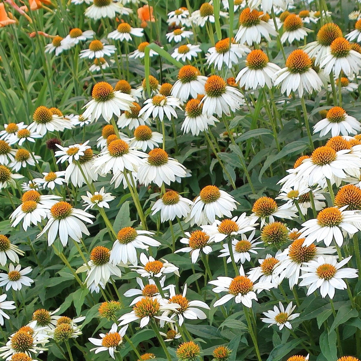 G1239 Echinacea Purpurea Powwow White - View 1 from www redcrocus com