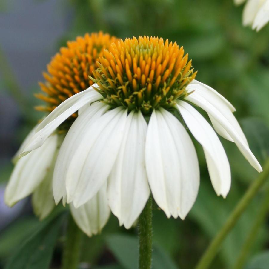 G1239 Echinacea Purpurea Powwow White - View 20 from www redcrocus com