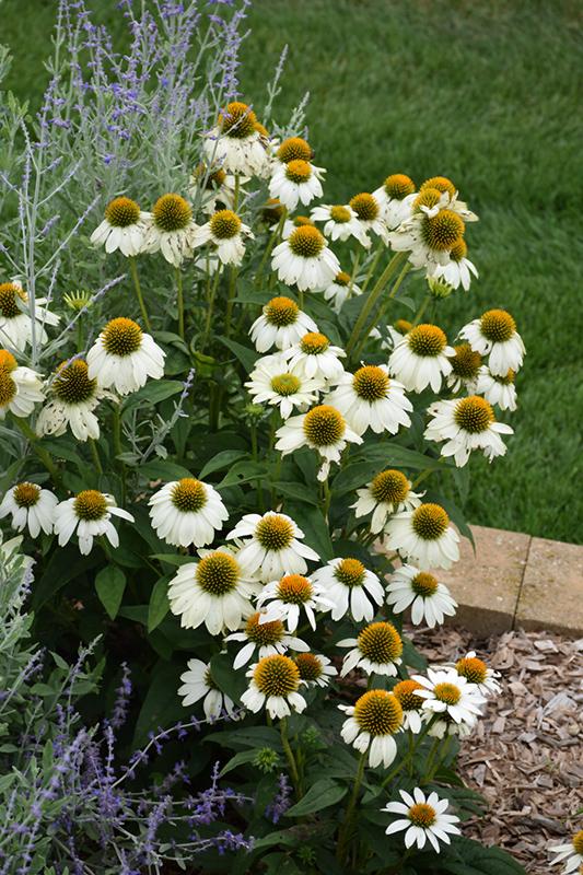 G1239 Echinacea Purpurea Powwow White - View 2 from www redcrocus com