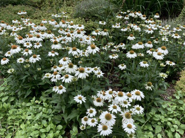 G1239 Echinacea Purpurea Powwow White - View 3 from www redcrocus com