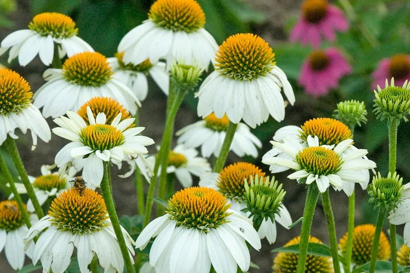 G1239 Echinacea Purpurea Powwow White - View 4 from www redcrocus com