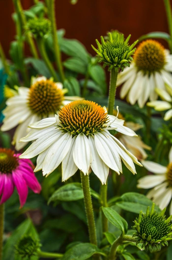 G1239 Echinacea Purpurea Powwow White - View 6 from www redcrocus com