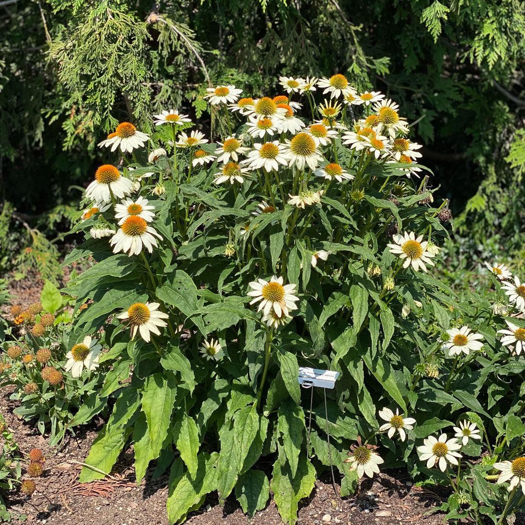 G1239 Echinacea Purpurea Powwow White - View 7 from www redcrocus com