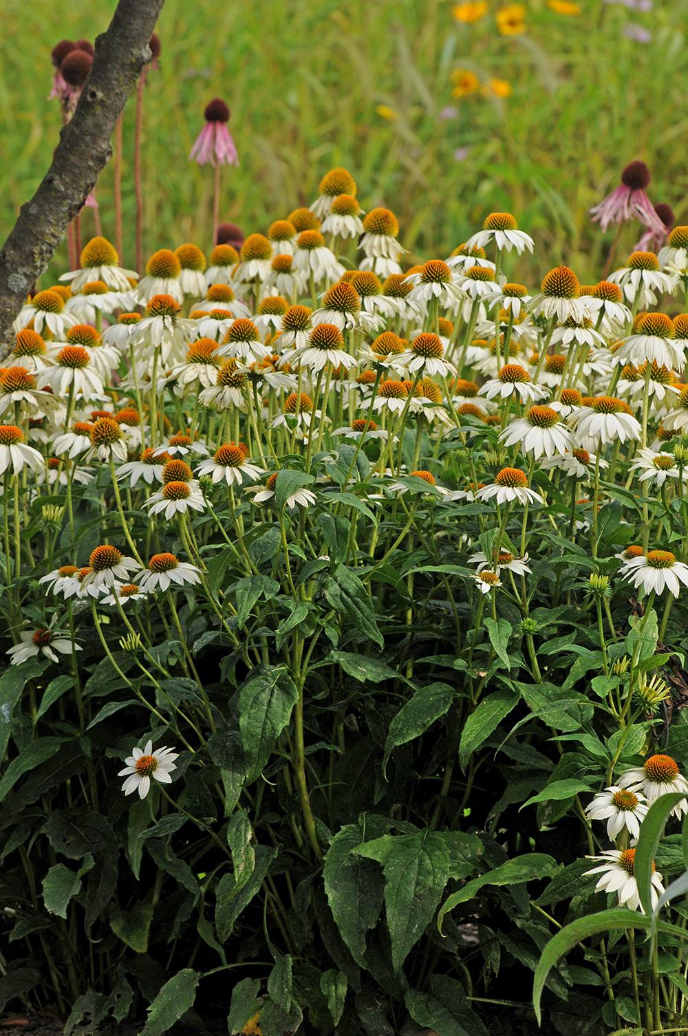 G1239 Echinacea Purpurea Powwow White - View 8 from www redcrocus com