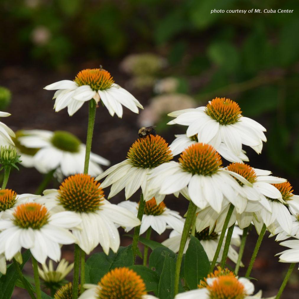 G1239 Echinacea Purpurea Powwow White - View 9 from www redcrocus com