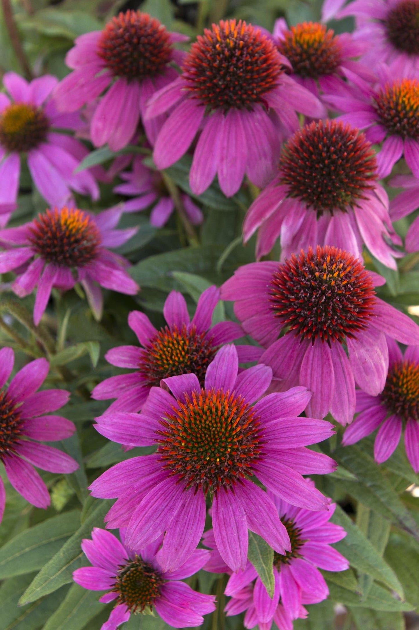 G1240 Echinacea Purpurea Powwow Wild Berry - View 10 from www redcrocus com