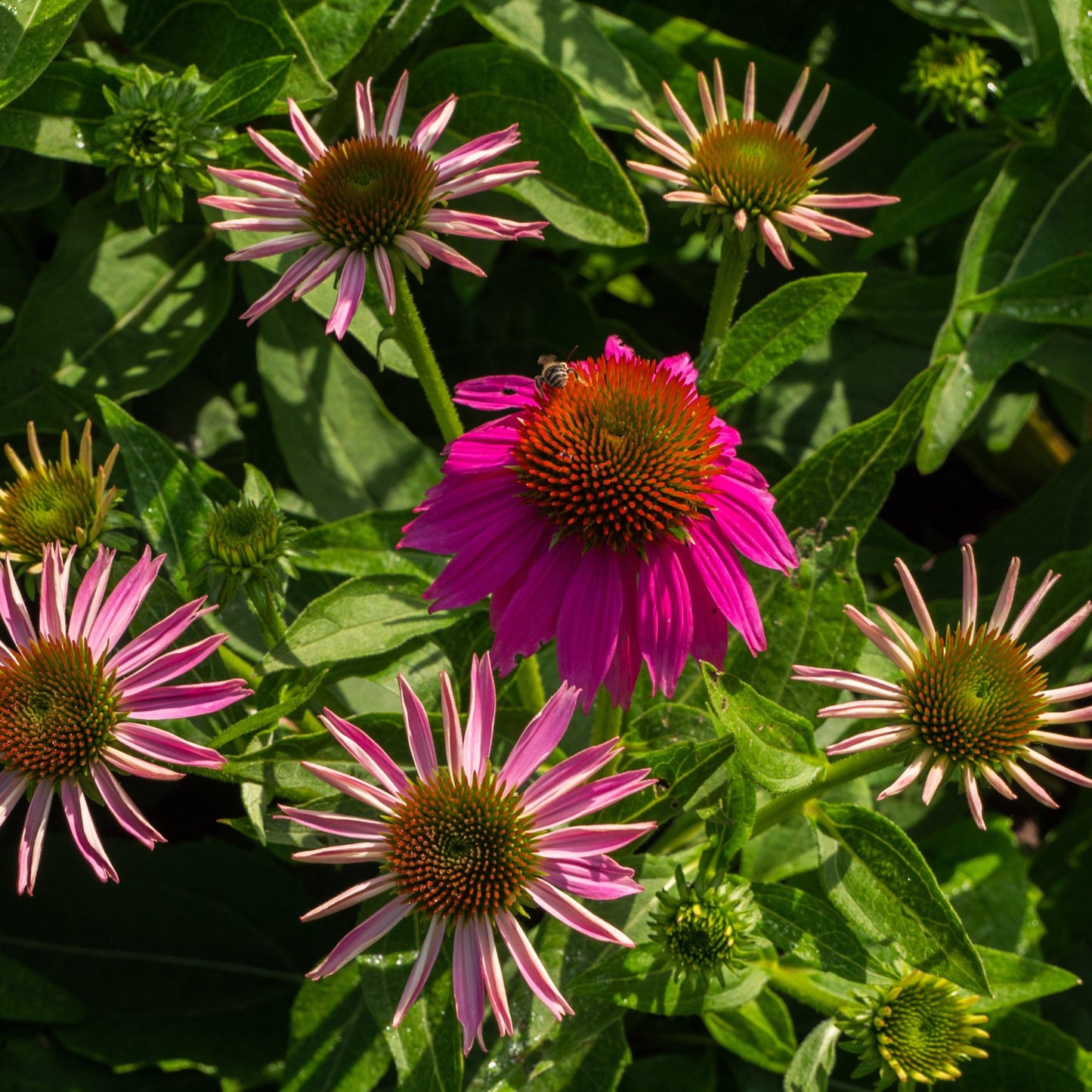 G1240 Echinacea Purpurea Powwow Wild Berry - View 11 from www redcrocus com