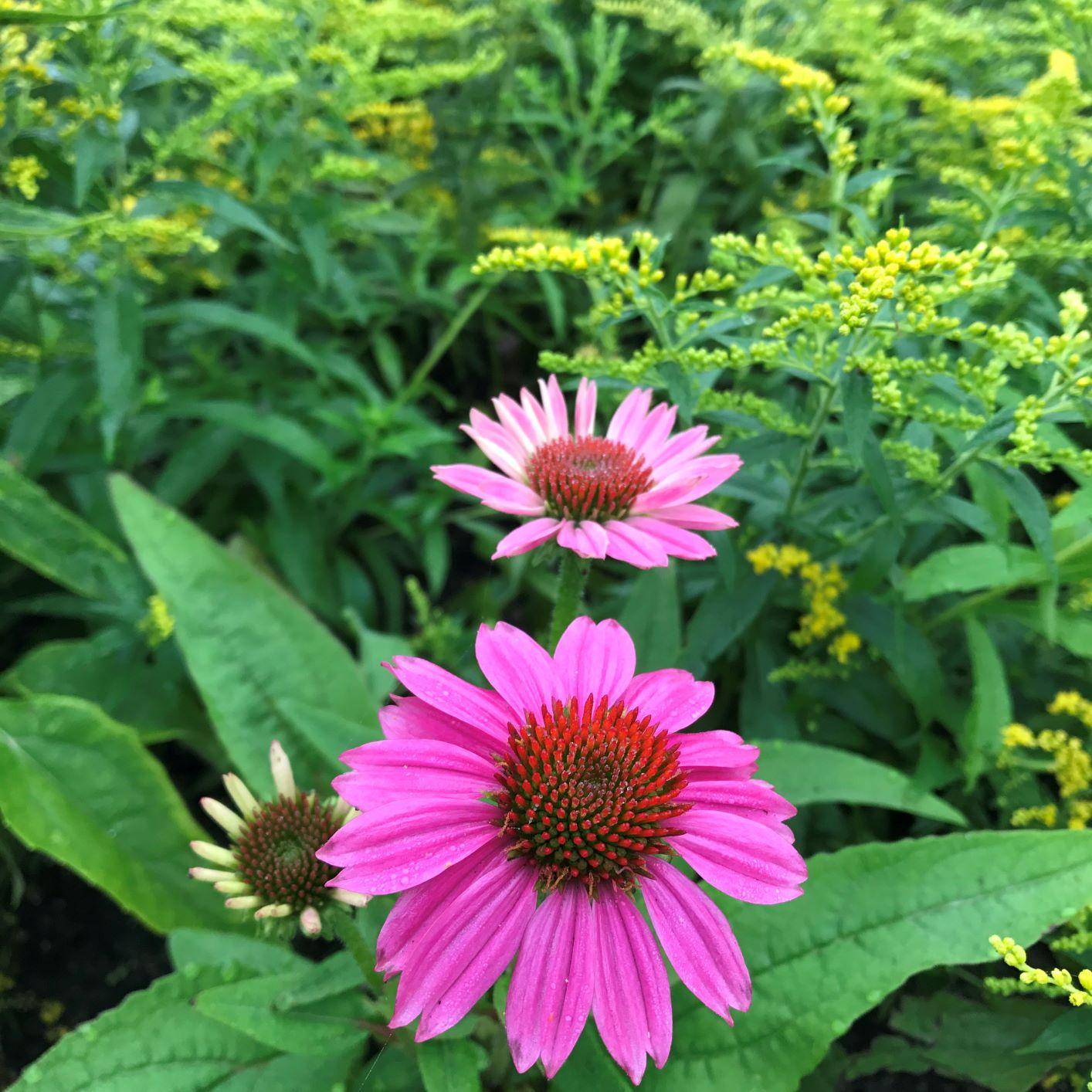 G1240 Echinacea Purpurea Powwow Wild Berry - View 13 from www redcrocus com