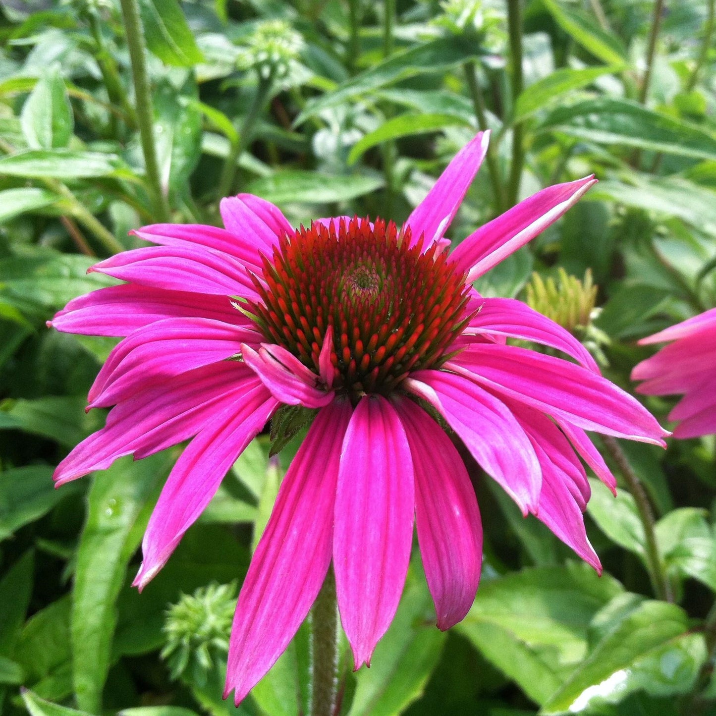 G1240 Echinacea Purpurea Powwow Wild Berry - View 14 from www redcrocus com