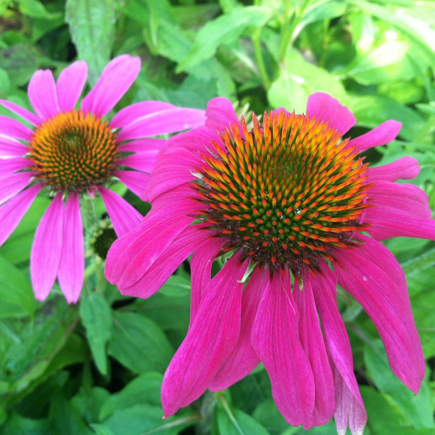 G1240 Echinacea Purpurea Powwow Wild Berry - View 15 from www redcrocus com