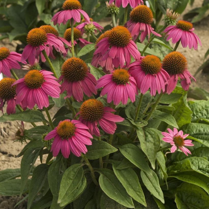 G1240 Echinacea Purpurea Powwow Wild Berry - View 16 from www redcrocus com