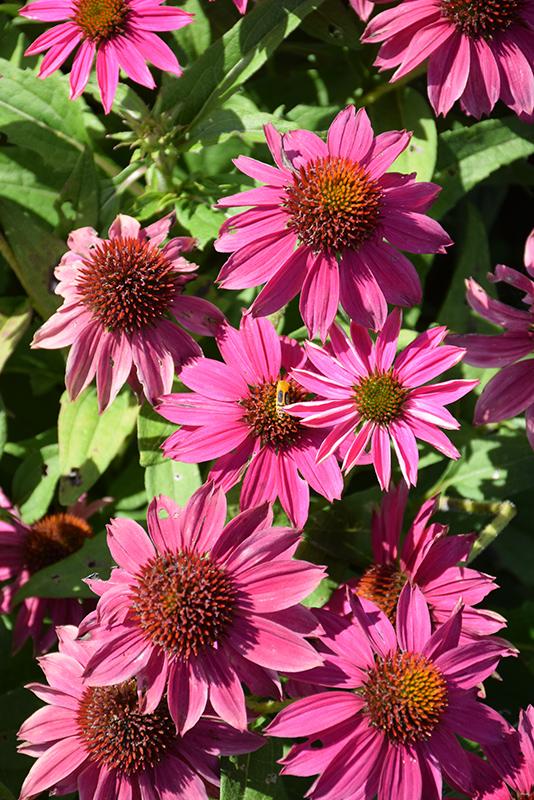 G1240 Echinacea Purpurea Powwow Wild Berry - View 17 from www redcrocus com