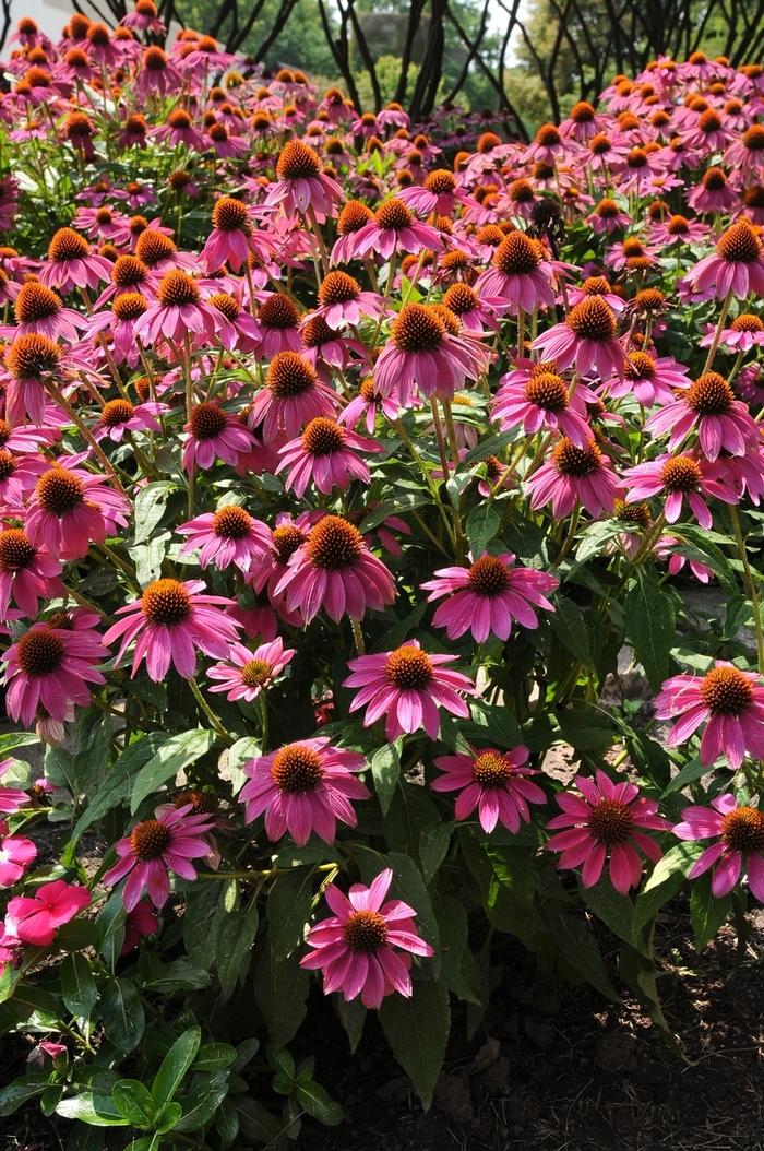 G1240 Echinacea Purpurea Powwow Wild Berry - View 19 from www redcrocus com