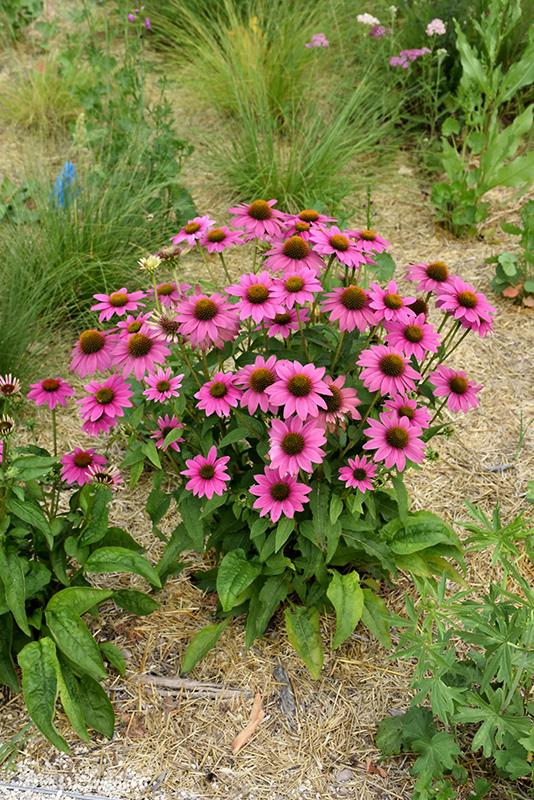 G1240 Echinacea Purpurea Powwow Wild Berry - View 1 from www redcrocus com