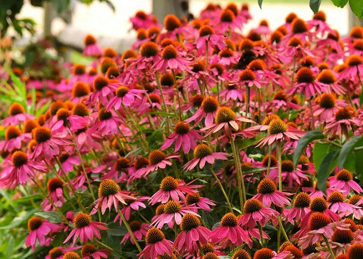G1240 Echinacea Purpurea Powwow Wild Berry - View 20 from www redcrocus com