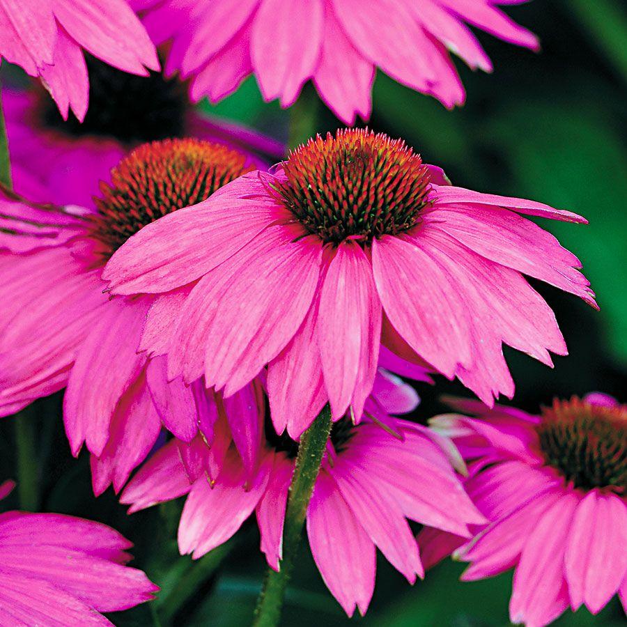 G1240 Echinacea Purpurea Powwow Wild Berry - View 2 from www redcrocus com