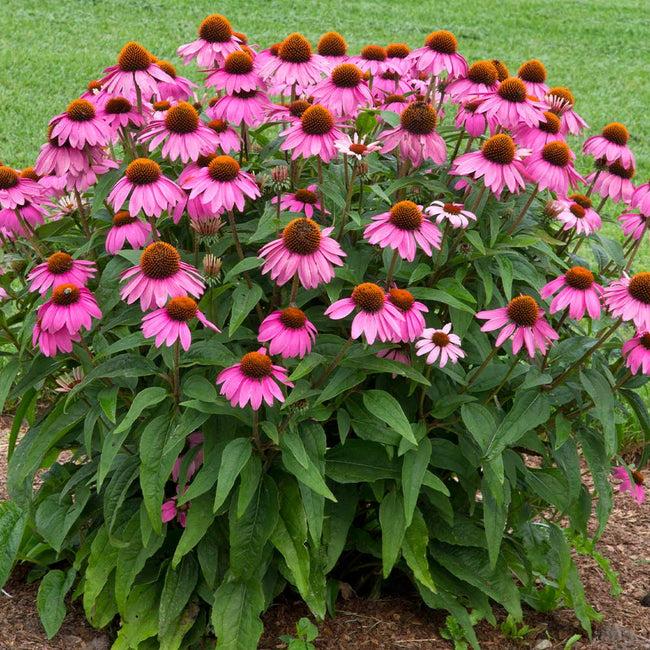 G1240 Echinacea Purpurea Powwow Wild Berry - View 3 from www redcrocus com