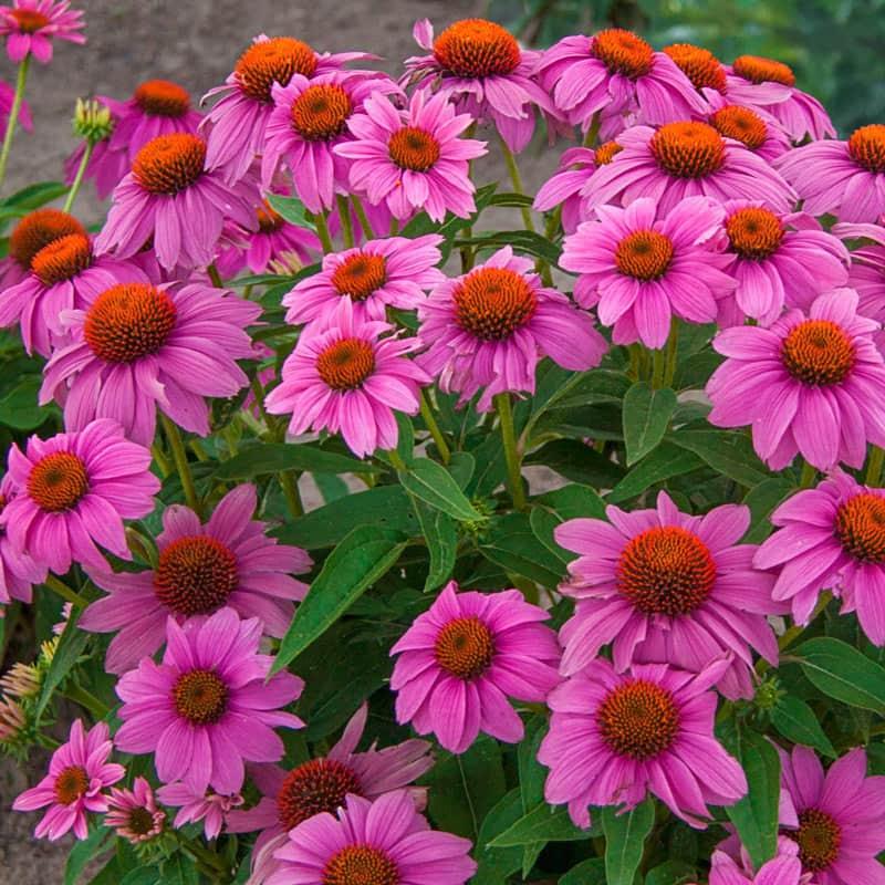 G1240 Echinacea Purpurea Powwow Wild Berry - View 4 from www redcrocus com