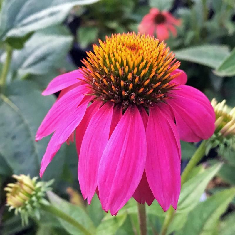 G1240 Echinacea Purpurea Powwow Wild Berry - View 5 from www redcrocus com