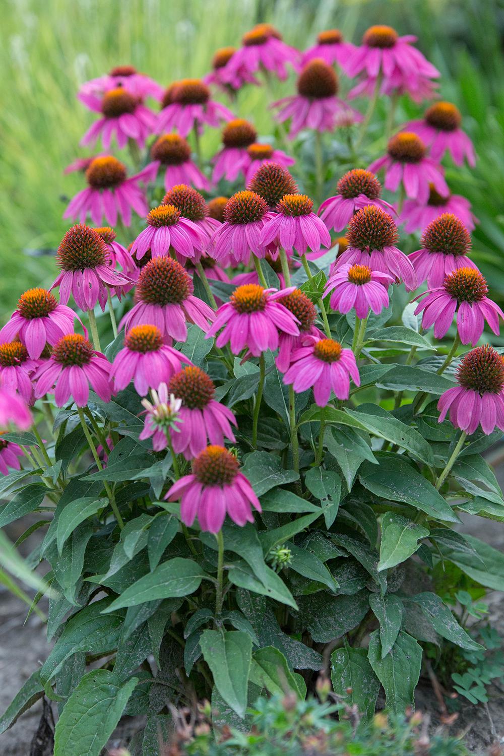 G1240 Echinacea Purpurea Powwow Wild Berry - View 6 from www redcrocus com