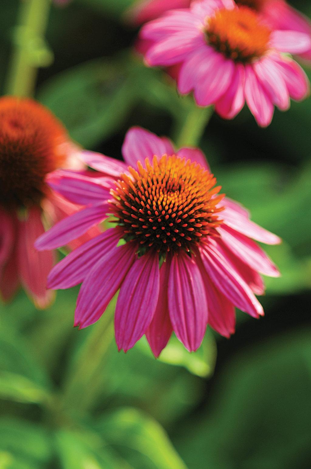 G1240 Echinacea Purpurea Powwow Wild Berry - View 7 from www redcrocus com