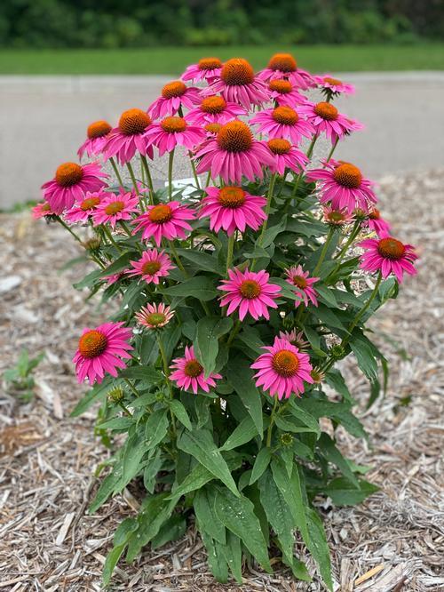G1240 Echinacea Purpurea Powwow Wild Berry - View 8 from www redcrocus com