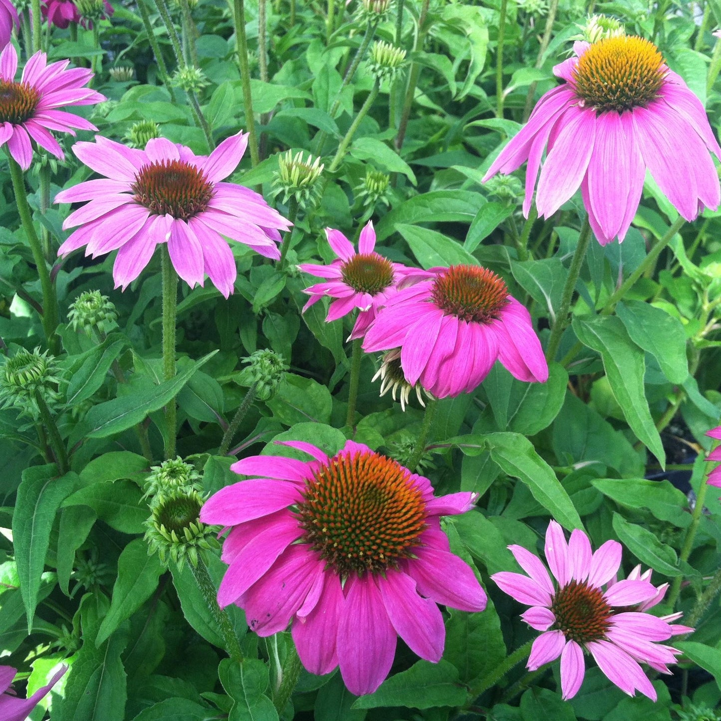G1240 Echinacea Purpurea Powwow Wild Berry - View 9 from www redcrocus com
