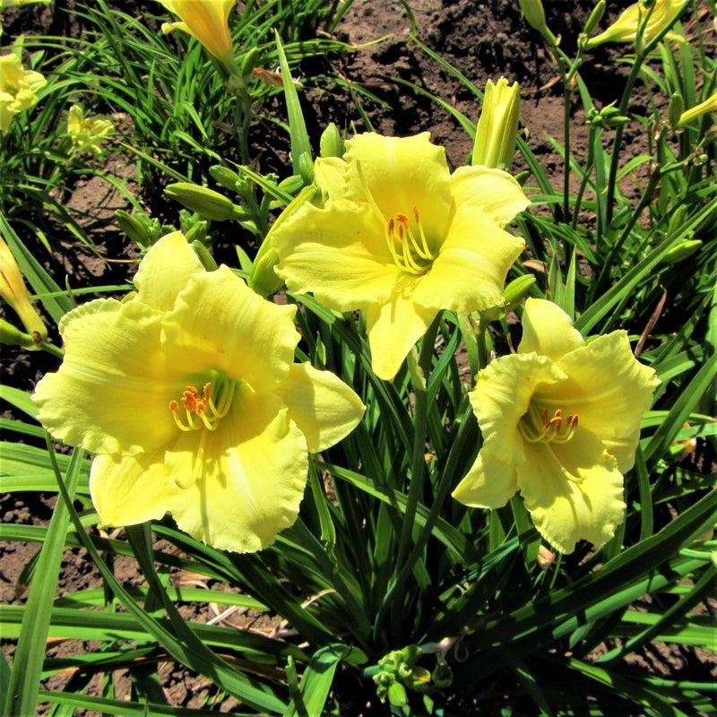 G1264 Hemerocallis X Fragrant Returns - View 12 from www redcrocus com