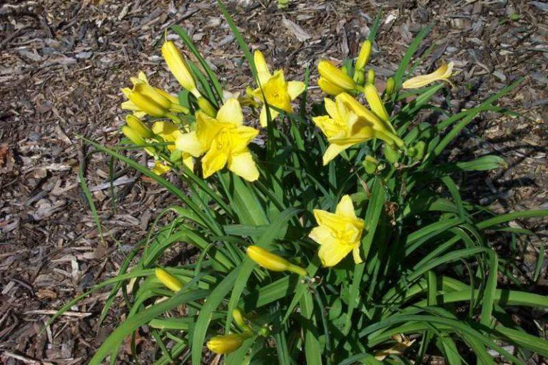 G1264 Hemerocallis X Fragrant Returns - View 15 from www redcrocus com