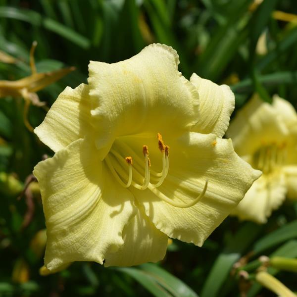 G1264 Hemerocallis X Fragrant Returns - View 16 from www redcrocus com