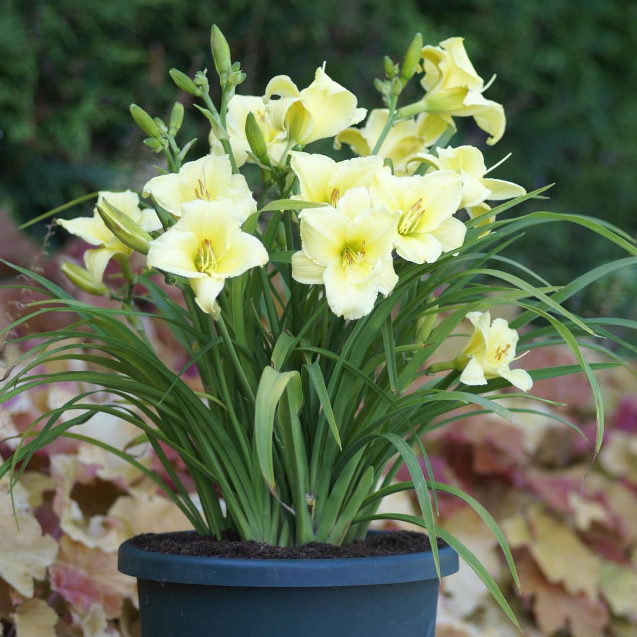 G1264 Hemerocallis X Fragrant Returns - View 3 from www redcrocus com