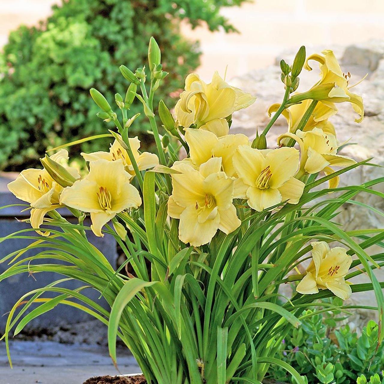 G1264 Hemerocallis X Fragrant Returns - View 4 from www redcrocus com