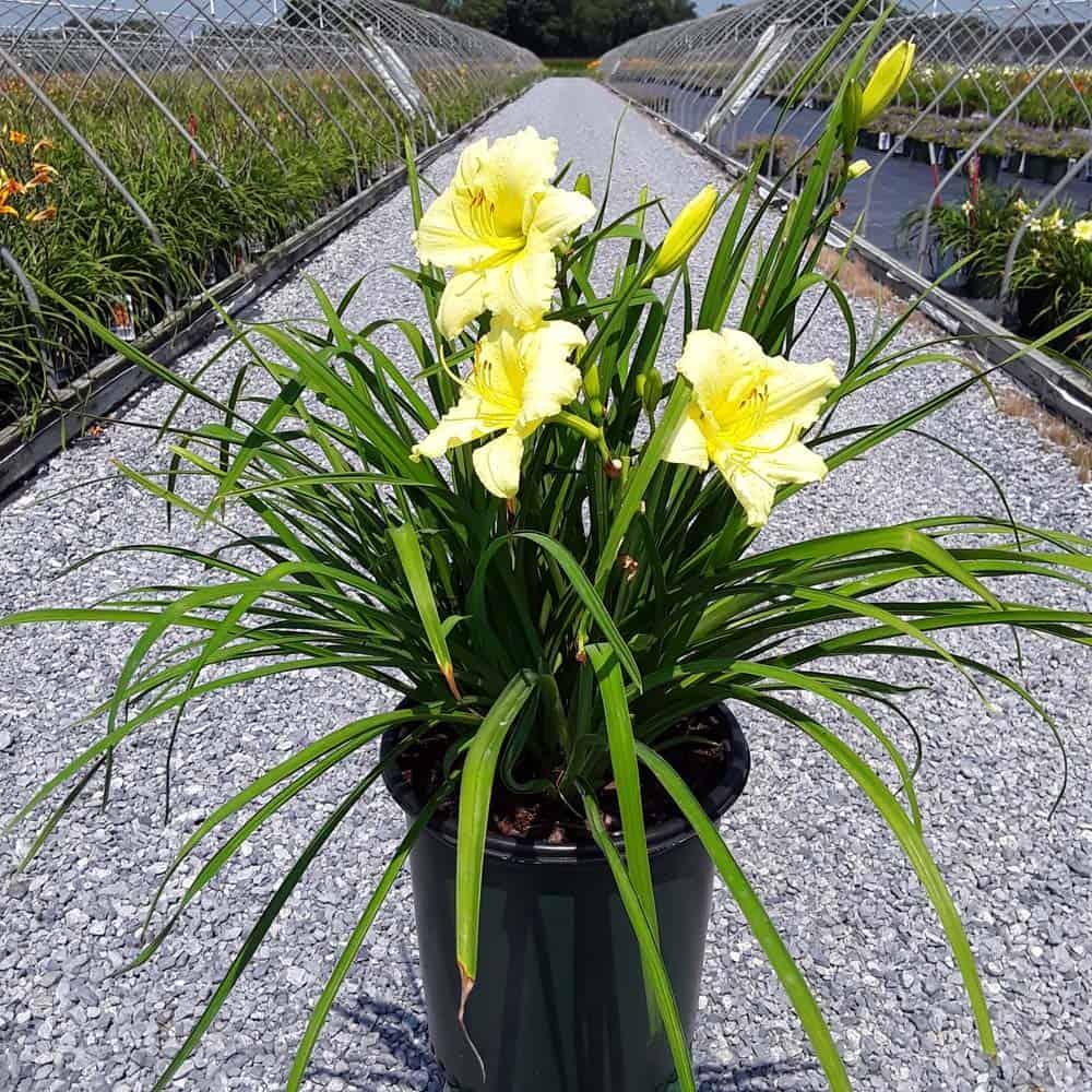 G1264 Hemerocallis X Fragrant Returns - View 6 from www redcrocus com