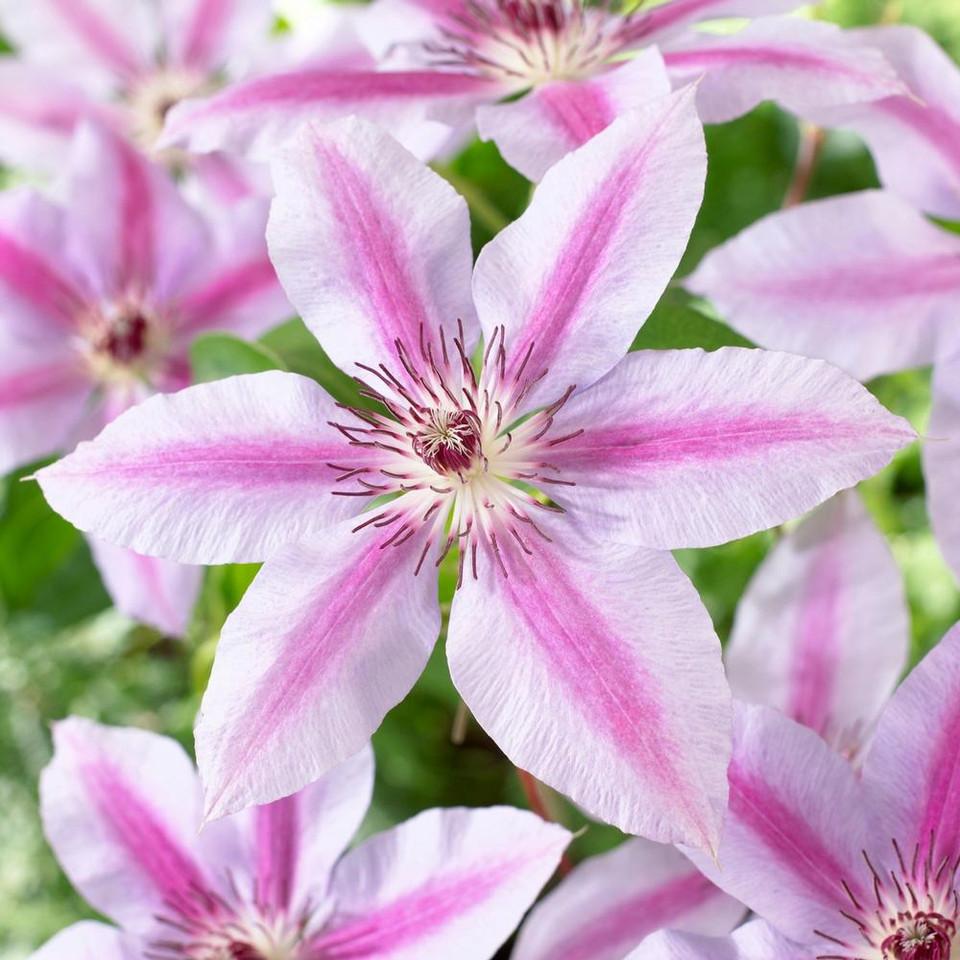 G1270 Clematis Assorted - View 10 from www redcrocus com