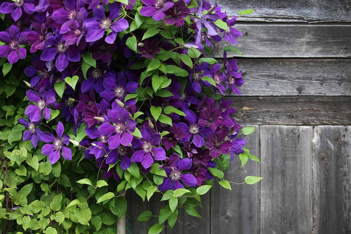 G1270 Clematis Assorted - View 11 from www redcrocus com
