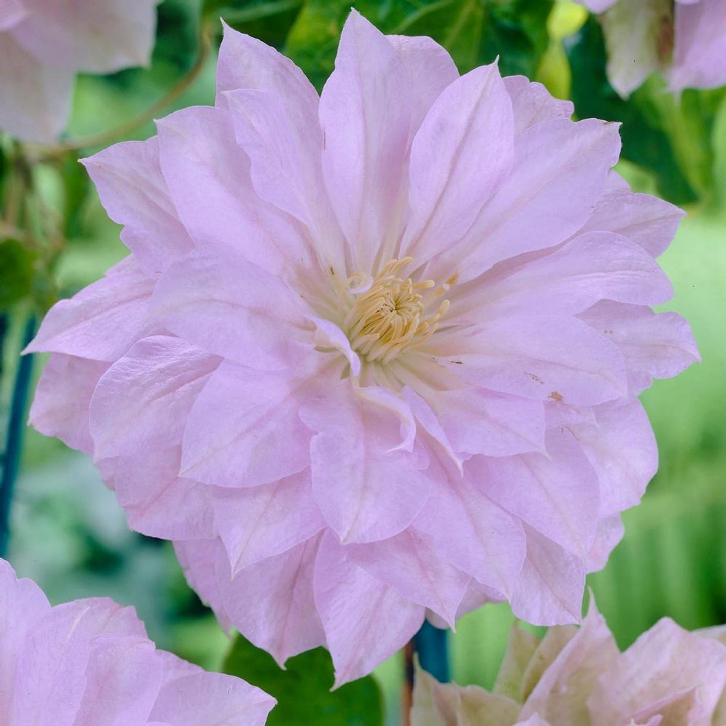 G1270 Clematis Assorted - View 12 from www redcrocus com