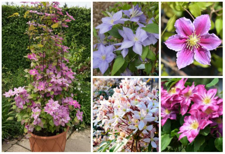 G1270 Clematis Assorted - View 13 from www redcrocus com