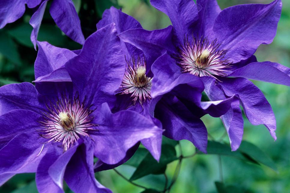 G1270 Clematis Assorted - View 14 from www redcrocus com
