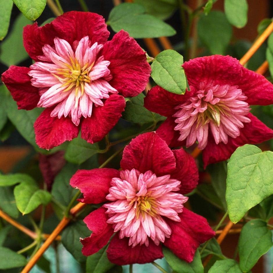 G1270 Clematis Assorted - View 15 from www redcrocus com