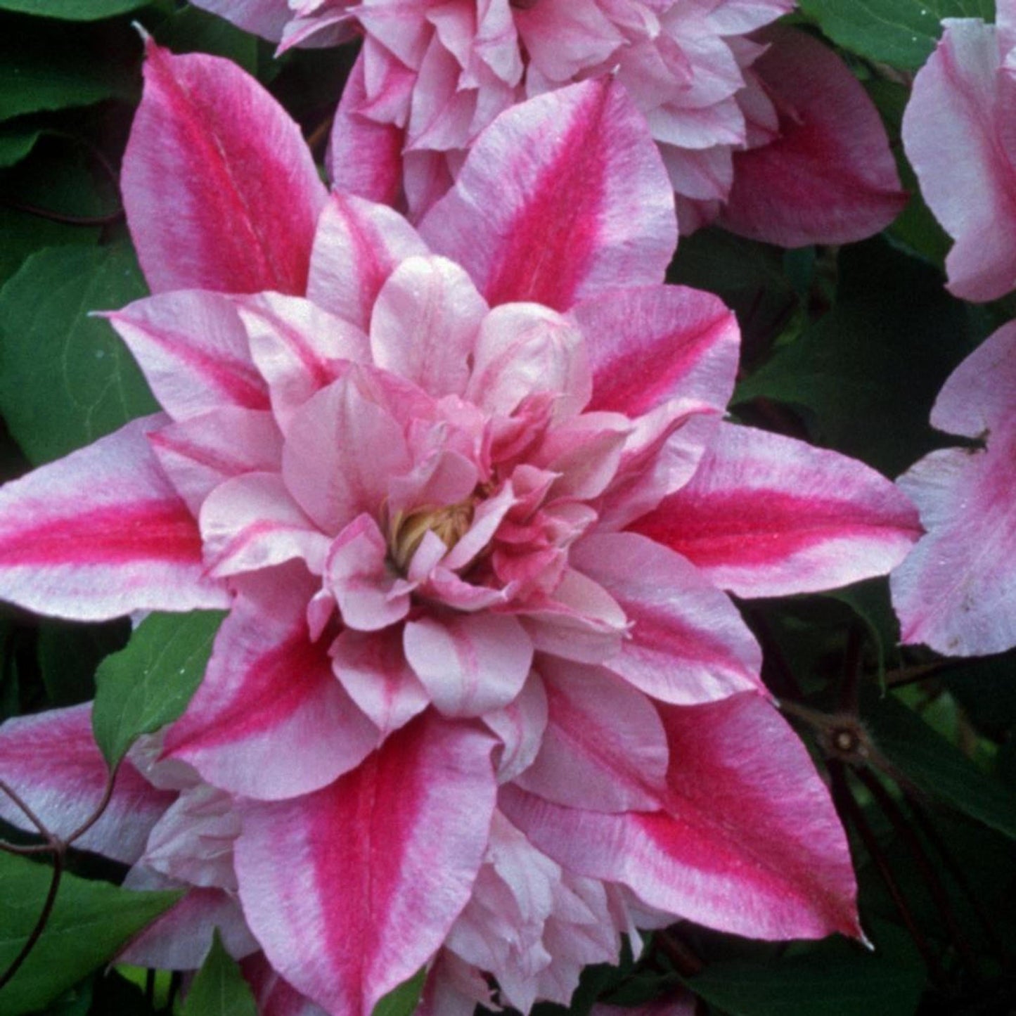 G1270 Clematis Assorted - View 16 from www redcrocus com