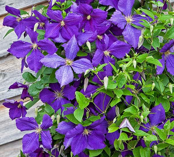 G1270 Clematis Assorted - View 17 from www redcrocus com