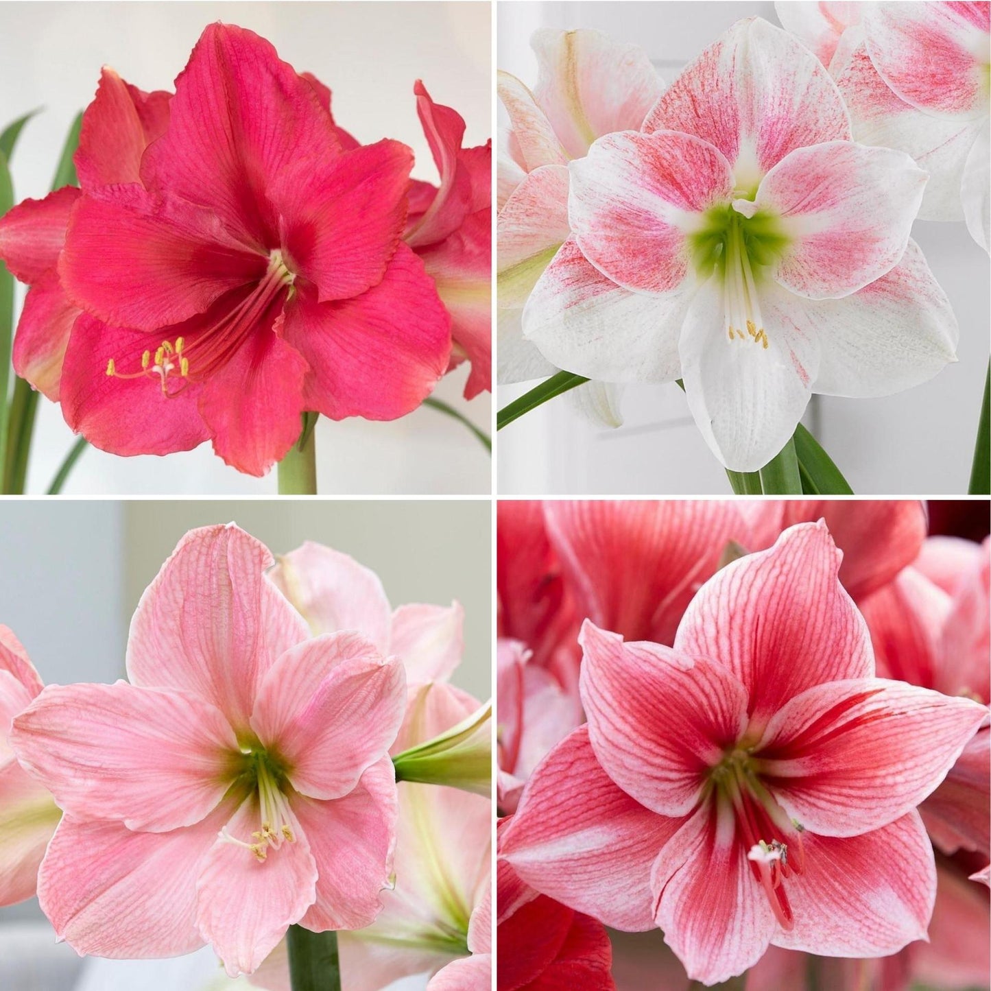 G1270 Clematis Assorted - View 18 from www redcrocus com