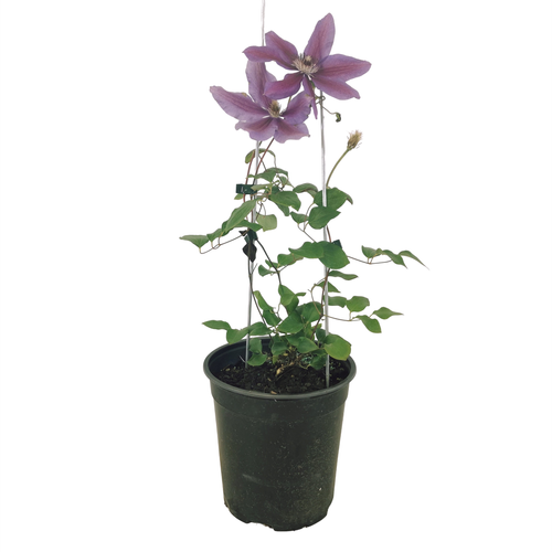 G1270 Clematis Assorted - View 18 from www redcrocus com