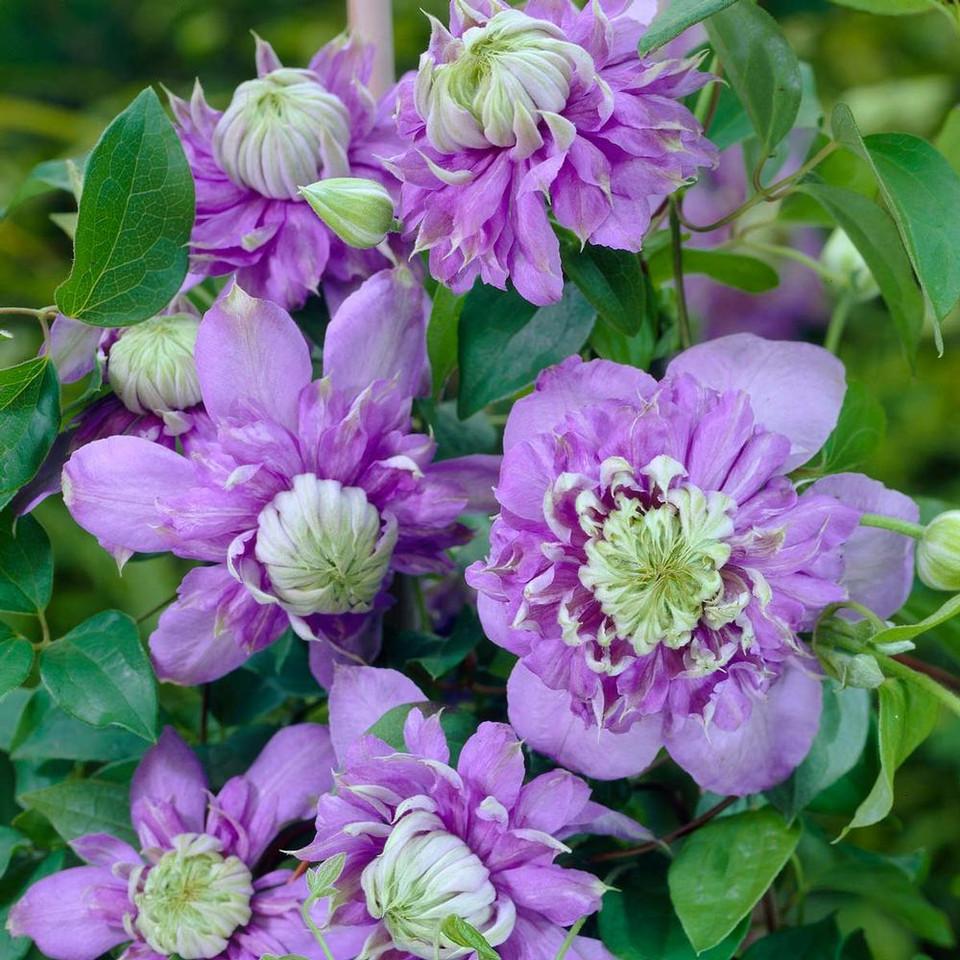 G1270 Clematis Assorted - View 19 from www redcrocus com