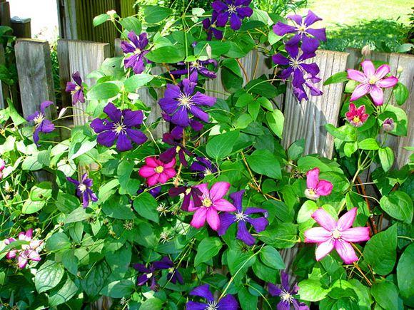 G1270 Clematis Assorted - View 2 from www redcrocus com