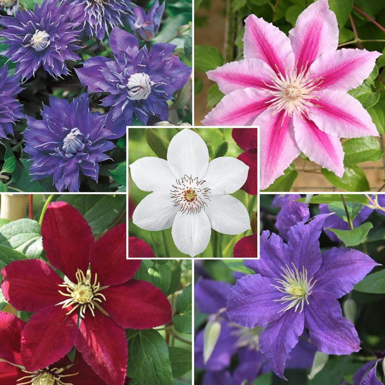 G1270 Clematis Assorted - View 3 from www redcrocus com