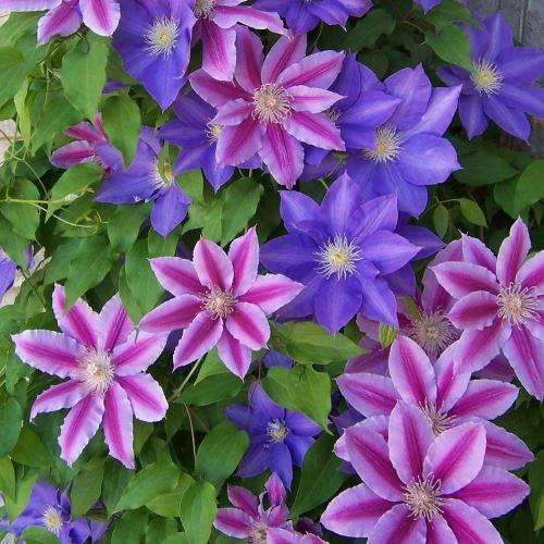 G1270 Clematis Assorted - View 4 from www redcrocus com