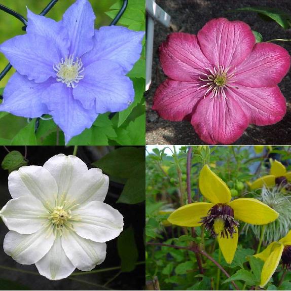 G1270 Clematis Assorted - View 7 from www redcrocus com