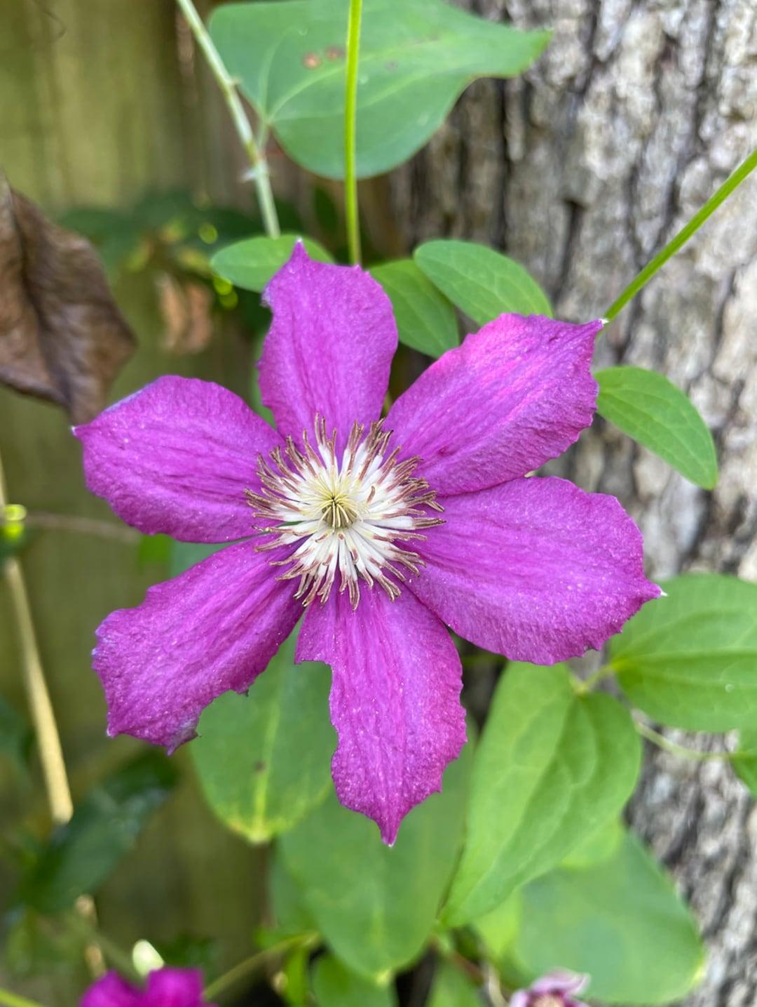 G1270 Clematis Assorted - View 9 from www redcrocus com